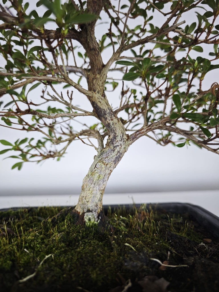 * A 5. Rhododendron 220 euros con envio gratis peninsula-