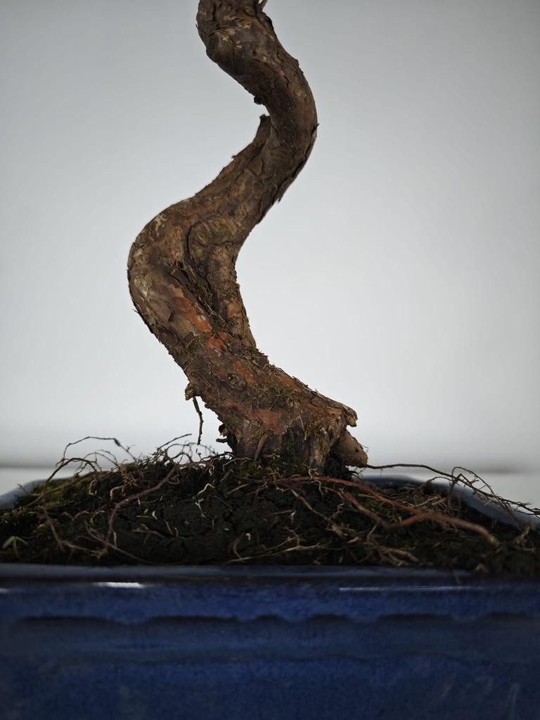 *M 2. Metasequoia 95 euros con envio gratis peninsula