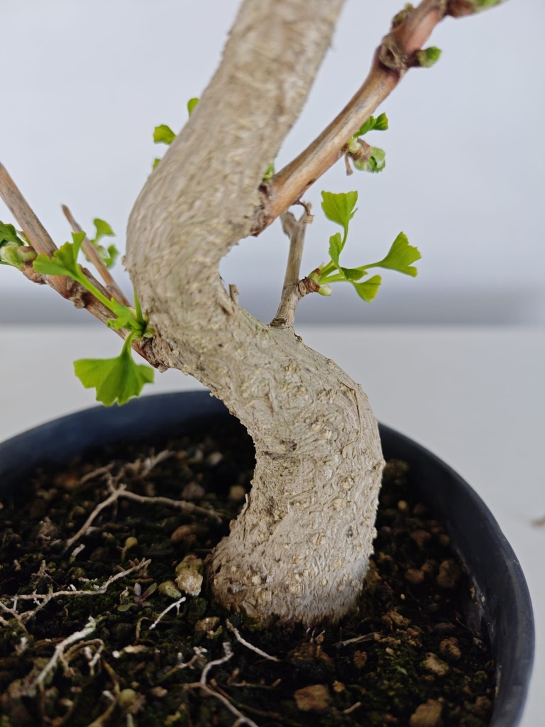 *Gi 3. Gingo biloba 70 euros con envio gratis peninsula.