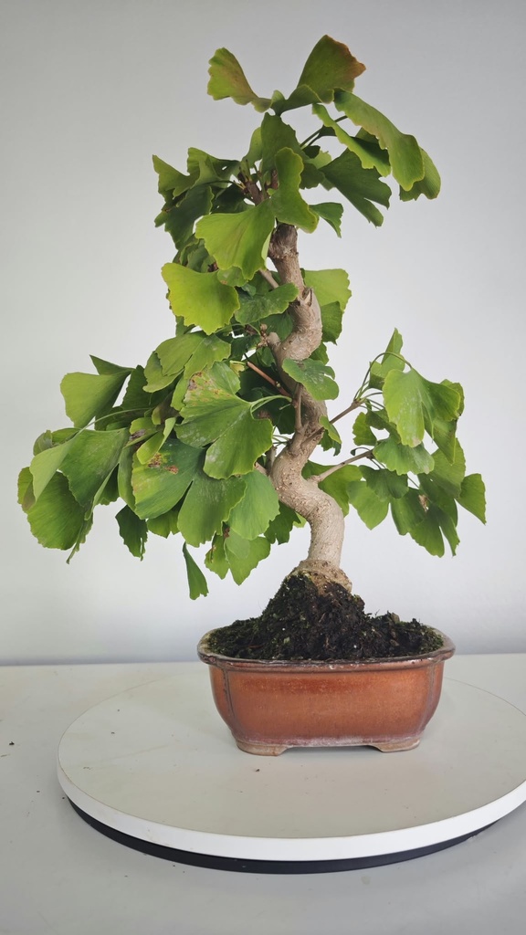 *GI 4. Ginkgo biloba 120 euros con envio gratis peninsula.