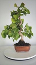 *GI 4. Ginkgo biloba 120 euros con envio gratis peninsula.