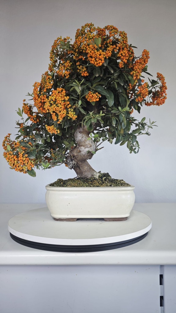*PY 12. Pyracantha 200 euros con envio gratis peninsula.