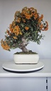 *PY 12. Pyracantha 200 euros con envio gratis peninsula.