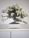 *PY 12. Pyracantha 200 euros con envio gratis peninsula.