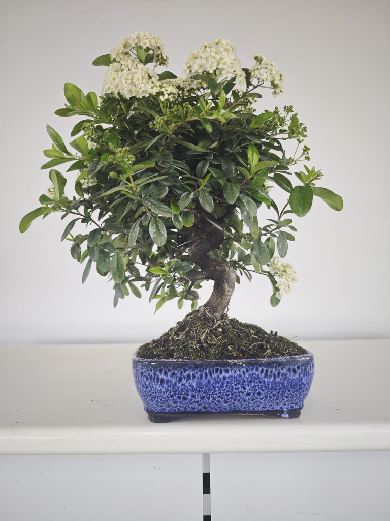 *PY 13. Pyracantha 100 euros con envio gratis peninsula.
