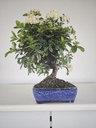 *PY 13. Pyracantha 100 euros con envio gratis peninsula.