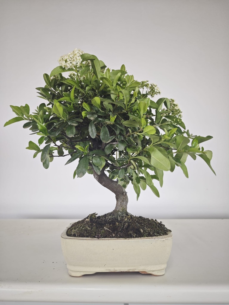 *PY 14. Pyracantha 100 euros con envio gratis peninsula.