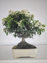 *PY 15. Pyracantha 100 euros con envio gratis peninsula.
