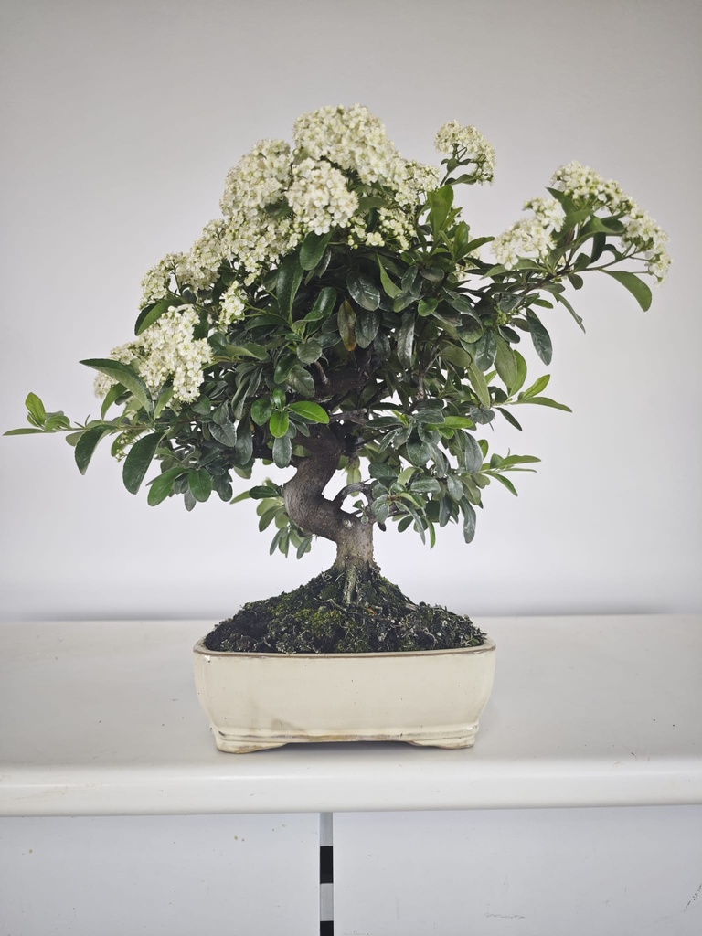 *PY 16. Pyracantha 100 euros con envio gratis peninsula.
