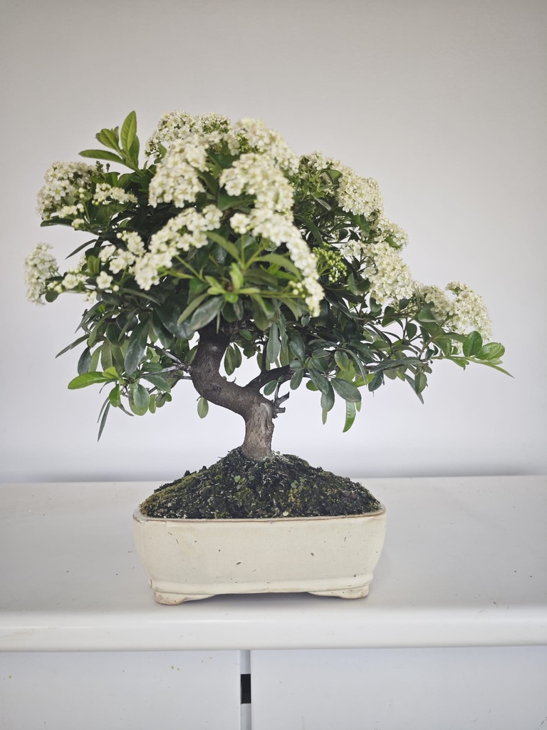 *PY 17. Pyracantha 100 euros con envio gratis peninsula.