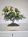 *PY 17. Pyracantha 100 euros con envio gratis peninsula.