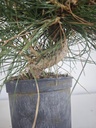 * P 11 Pinus thunbergii, 70 euros con envio gratis peninsula.