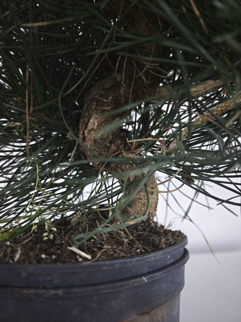 * P 12 Pinus thunbergii, 70 euros con envio gratis peninsula.