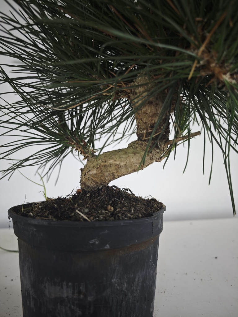 * P 14 Pinus thunbergii, 70 euros con envio gratis peninsula.