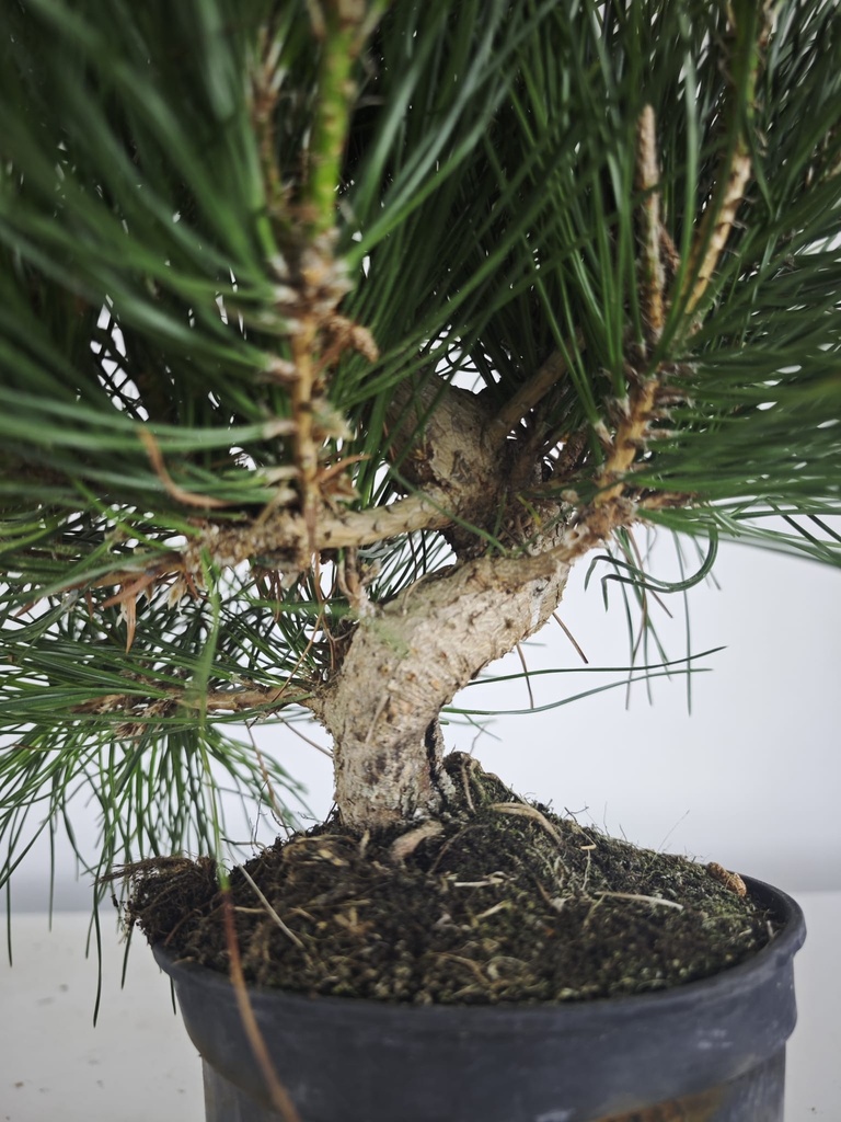 * P 15 Pinus thunbergii, 70 euros con envio gratis peninsula.