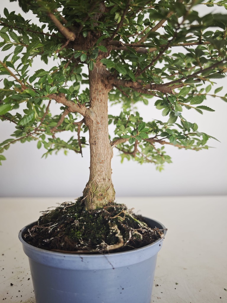 *Ul.2 Olmo nire, 100 euros con envio gratis peninsula.