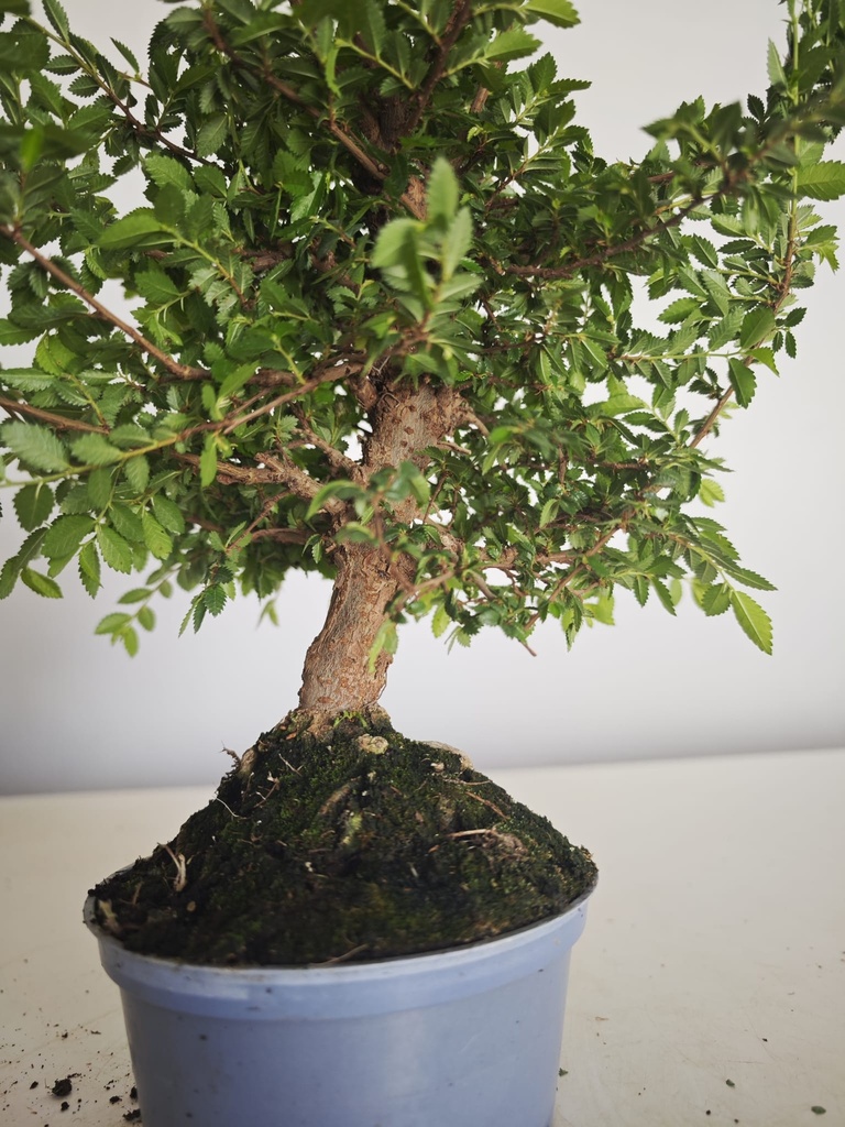 *Ul.3 Ulmus parvifolia, 100 euros con envio gratis peninsula.