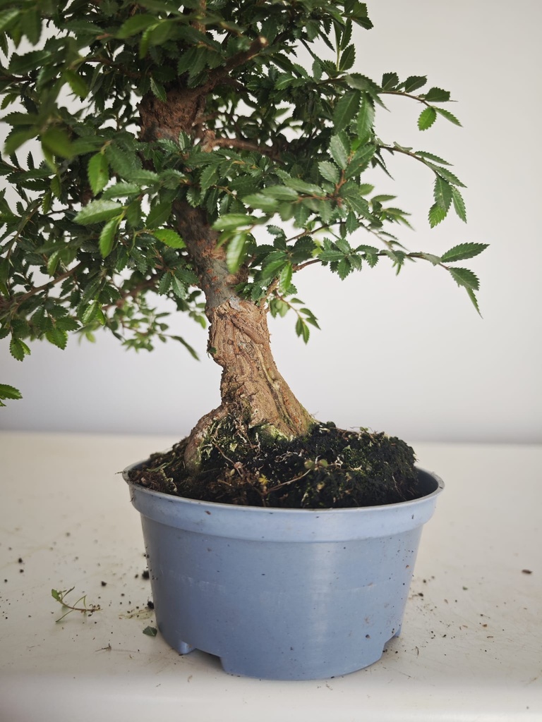 *Ul. O4 Ulmus parvifolia, 100 euros con envio gratis peninsula.