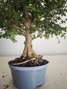 *Ul. 5 Ulmus parvifolia, 100 euros con envio gratis peninsula.