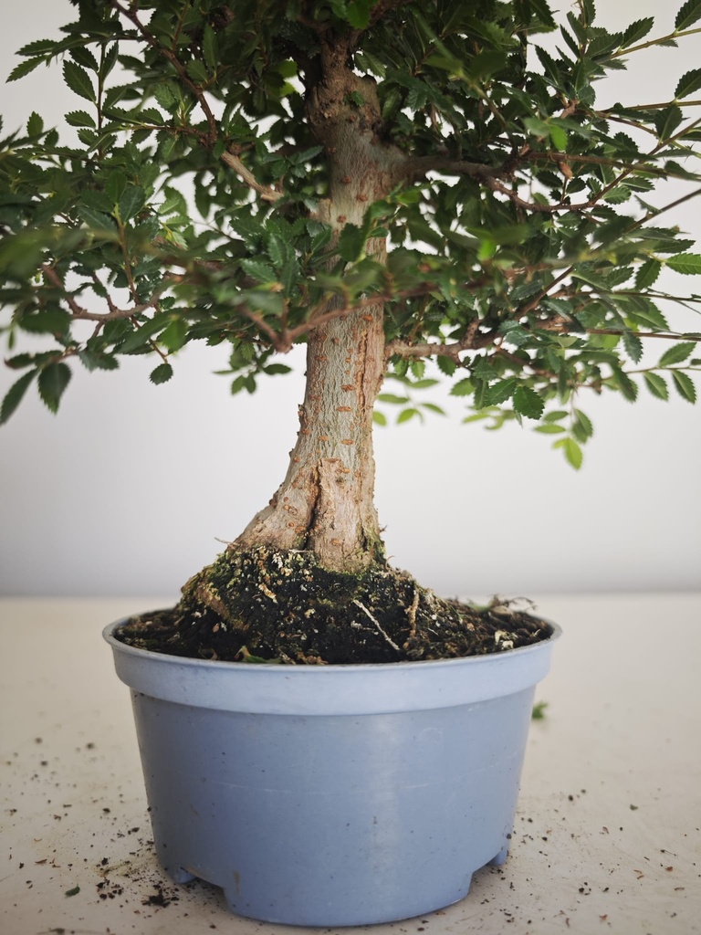 *Ul. 6 Ulmus parvifolia, 100 euros con envio gratis peninsula.