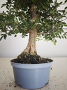 *Ul. 6 Ulmus parvifolia, 95 euros con envio gratis peninsula.