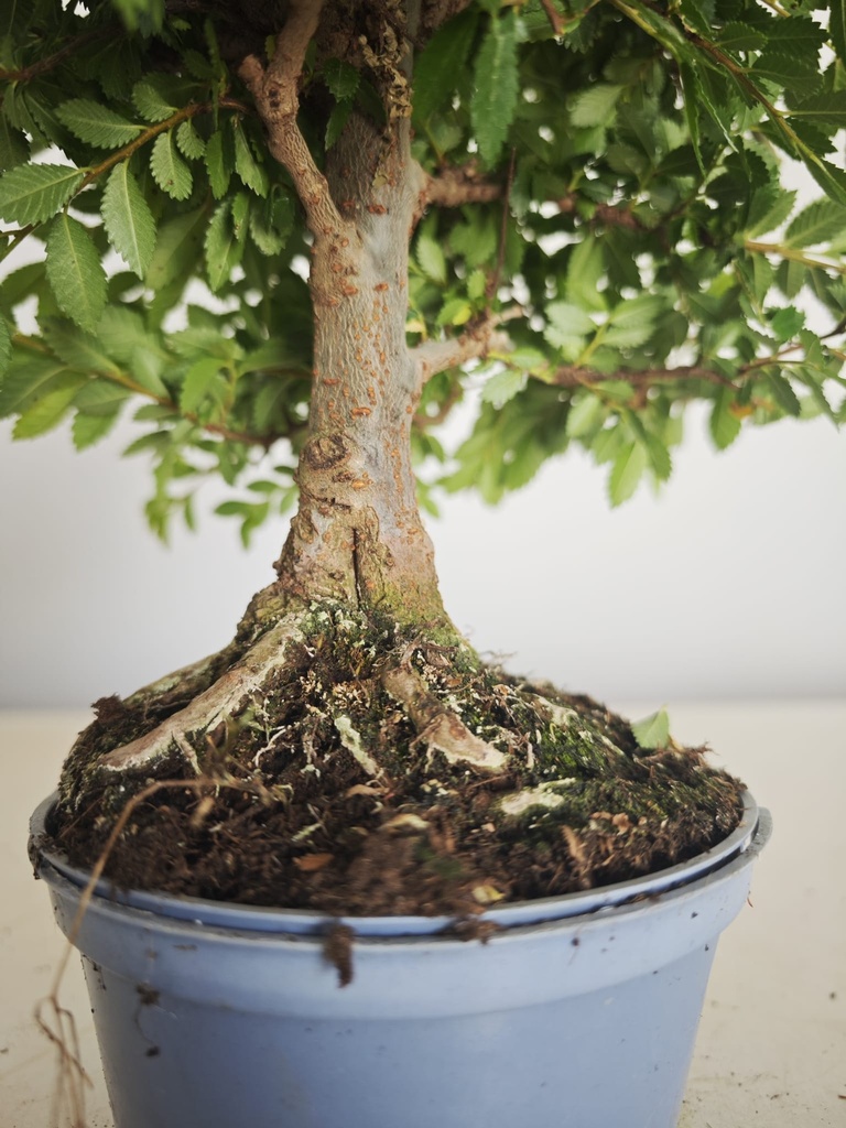 *Ul. 7 Ulmus parvifolia, 100 euros con envio gratis peninsula.
