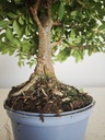 *Ul. 7 Ulmus parvifolia, 95 euros con envio gratis peninsula.