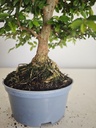*Ul. 8 Ulmus parvifolia, 100 euros con envio gratis peninsula.