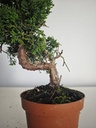 *J 11 Juniperus Chinensis Kishu, 55 euros con envio gratis peninsula.