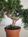 *J 12 Juniperus Chinensis Kishu, 55 euros con envio gratis peninsula.