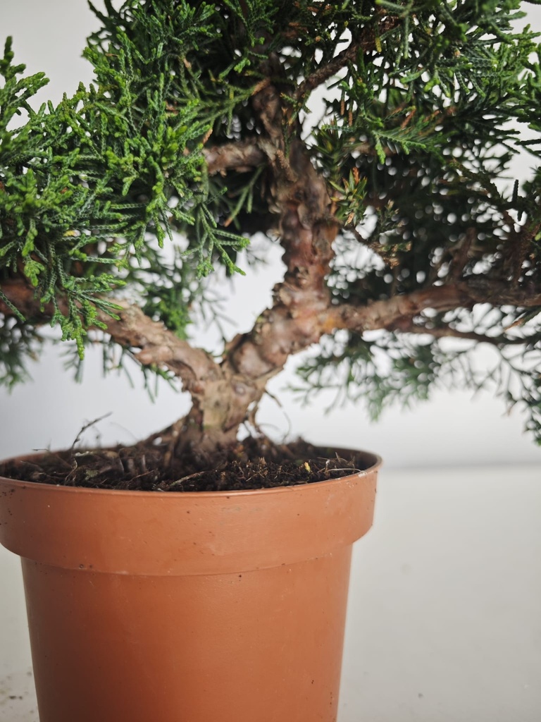 *J 14 Juniperus Chinensis Kishu, 55 euros con envio gratis peninsula.
