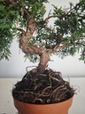 *J 1 9 Juniperus Chinensis Kishu, 55 euros con envio gratis peninsula.