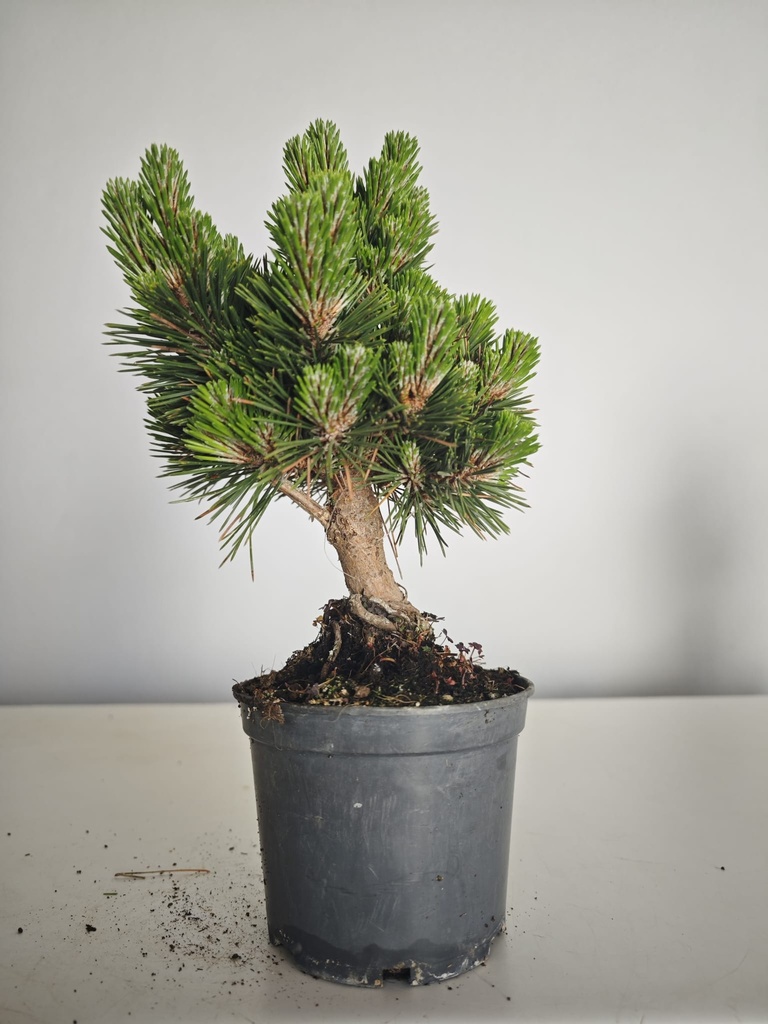 *P 26 Pinus thubergii seniyumaru 100 euros con envio gratis peninsula.