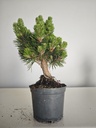 *P 26 Pinus thubergii seniyumaru 100 euros con envio gratis peninsula.
