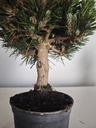 *P 28 Pinus thubergii seniyumaru 100 euros con envio gratis peninsula.