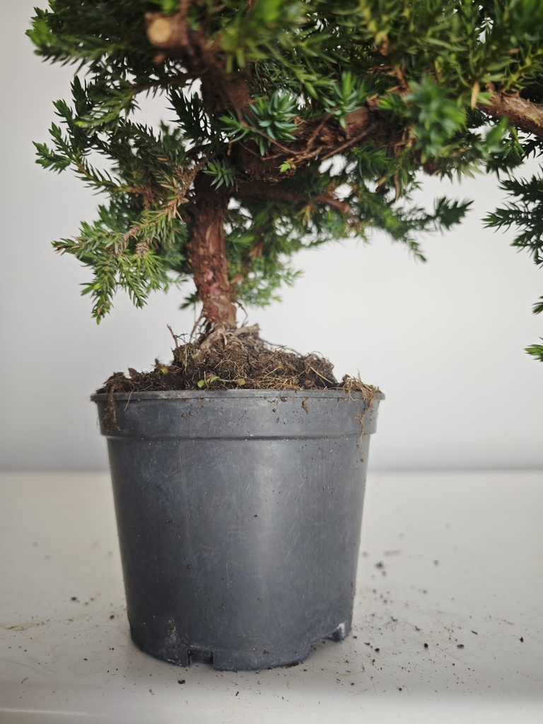 *J 21 Juniperus chinensis kyushu med 80 euros con envio gratis peninsula.