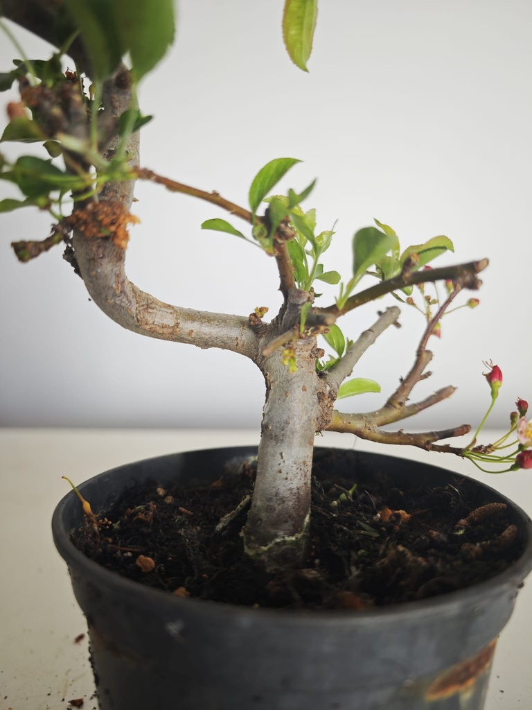 *M 21 Malus sargentii 55 euros con envio gratis peninsula.