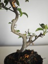 *M 22 Malus sargentii 55 euros con envio gratis peninsula.