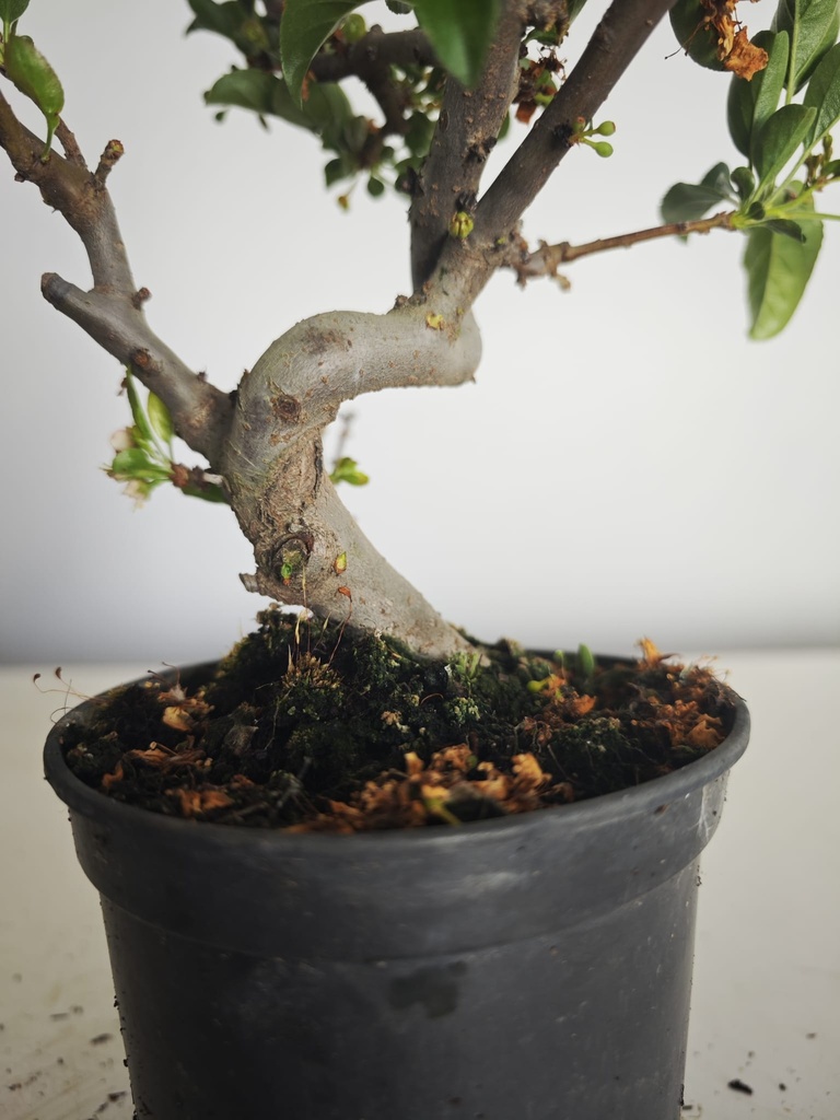 *M 23 Malus sargentii 55 euros con envio gratis peninsula.