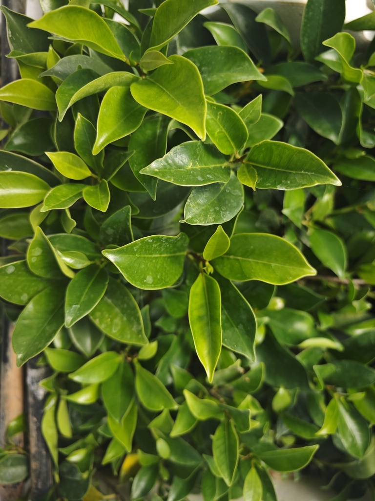 P 2. Plantones ficus retusa 4 unidades 20 euros con envio gratis peninsula.