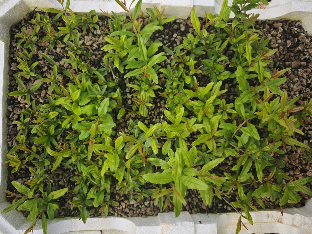 P 3. Plantones granado nejikan 4 unidades 20 euros con envio gratis peninsula.
