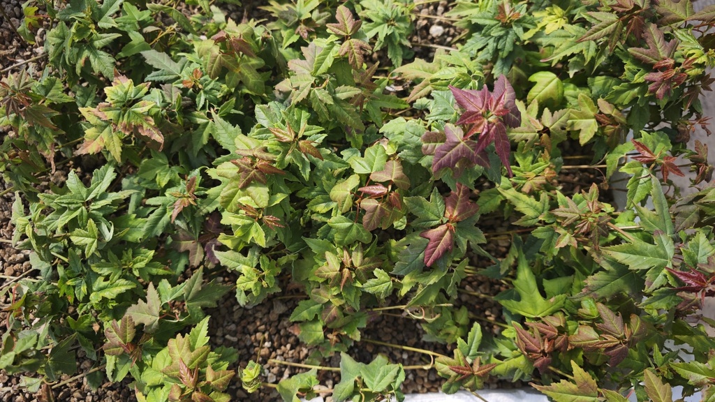 P 4. Plantones Acer buergerianum 50 unidades 150 euros con envio gratis peninsula.