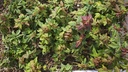 P 4. Plantones Acer buergerianum 4 unidades 24 euros con envio gratis peninsula.
