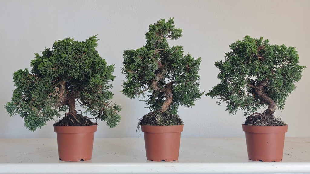 *J 19 Juniperus chinensis kishu 59 euros con envio aleatorio y gratis peninsula