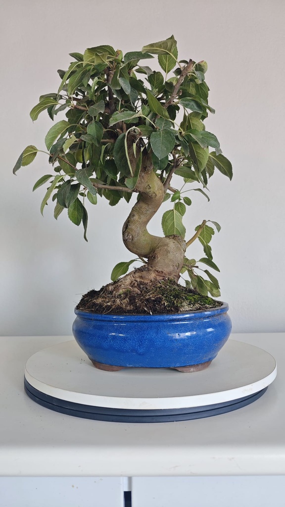 *M 26 Malus  135 euros con envio gratis peninsula.