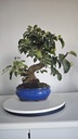 *M 27 Malus 135 euros con envio gratis peninsula.