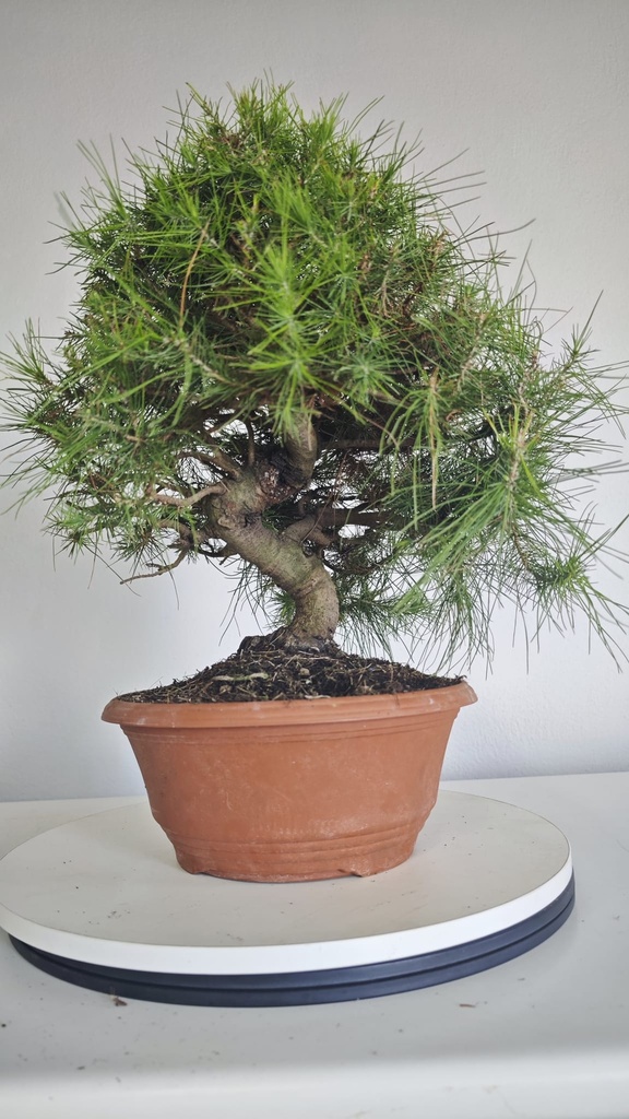 * Pinus halepensis 100 euros con envio gratis penisula.00