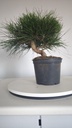* P 2 Pinus thunbergii 70 euros con envio gratis peninsula.