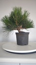 * P 3 Pinus thunbergii 70 euros con envio gratis peninsula.