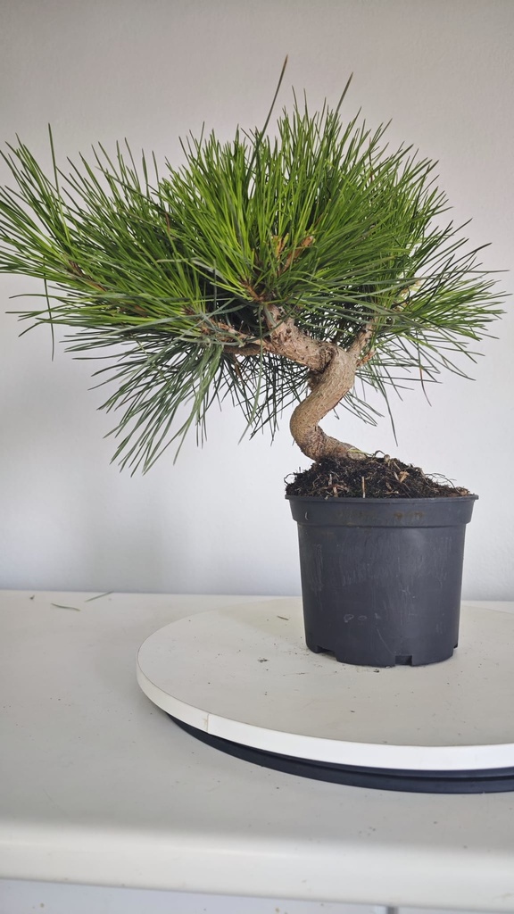 * P 4 Pinus thunbergii 70 euros con envio gratis peninsula.
